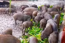 Muôn kiểu kỳ công săn đặc sản Tết của dân Hà thành