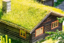 Những loại cây nên trồng trên mái nhà đẹp