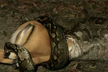 Kinh hoàng trăn “quái vật” nuốt chửng con mồi “khủng” (6)