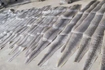 Loạt da trăn siêu đắt đỏ vừa bị tịch thu