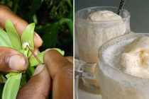 Gia vị vani cực kỳ đắt đỏ được trồng thế nào