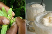 Gia vị vani cực kỳ đắt đỏ được trồng thế nào