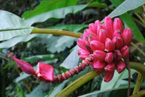 Mê mẩn loại chuối hồng bắt mắt vừa làm cảnh vừa ăn