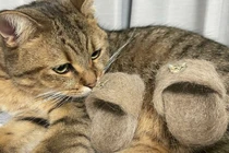 Con mèo cưng đeo đôi dép làm từ lông chính nó gây sốt mạng