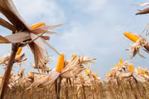 Ruộng ngô đẹp lạ của nông dân Thái Nguyên