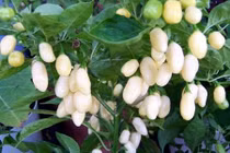 Tò mò những loại ớt gợi cảm, đắt đỏ nhất thế giới