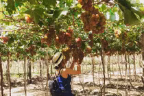 Những điểm du lịch thăm vườn cây ăn trái nổi tiếng trong nước