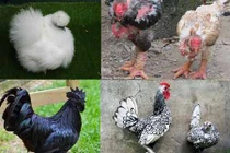 Những giống gà quý hiếm khiến đại gia Việt phát cuồng