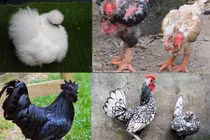 Những giống gà quý hiếm khiến đại gia Việt phát cuồng