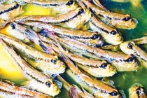 Khám phá món cá thòi lòi có hình dáng kỳ dị ở Cà Mau