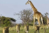 Clip: Hươu cao cổ bất lực nhìn sư tử xé xác con