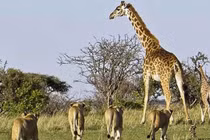 Clip: Hươu cao cổ bất lực nhìn sư tử xé xác con