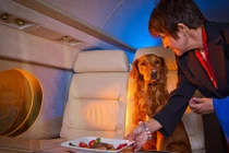 Thú cưng đi máy bay khoang VIP được phục vụ ra sao?