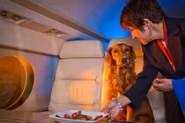 Thú cưng đi máy bay khoang VIP được phục vụ ra sao?