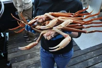 Độc đáo tour du lịch bắt cua “khủng” 