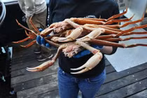 Độc đáo tour du lịch bắt cua “khủng” 