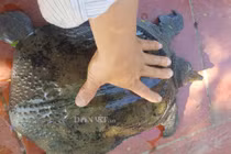 Hé lộ sốc về “thủy quái” dưới ao thích ăn thịt lợn, giúp bác nông dân mỗi năm thu tiền tỷ