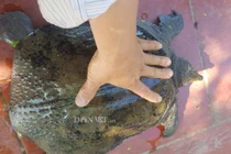 Hé lộ sốc về “thủy quái” dưới ao thích ăn thịt lợn, giúp bác nông dân mỗi năm thu tiền tỷ