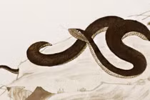 Nhà nào có con giáp này cứ trải sẵn chiếu lộc, giàu sang sắp về 