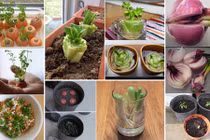 Những kiểu trồng rau củ trong cốc nước siêu đơn giản