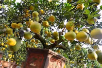 Những cây bưởi Tết sai trĩu quả giá hàng trăm triệu ở VN