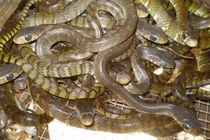 Phát hoảng hàng trăm con rắn trườn khắp sàn nhà giữa đêm 