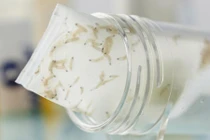 Người đàn ông chữa khỏi vết bỏng chân bằng…giòi sống