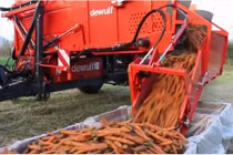 Cảnh thu hoạch cà rốt siêu ấn tượng