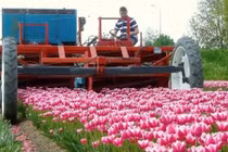 Cảnh thu hoạch hoa tulip siêu cao thủ