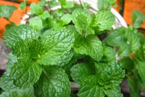 Những cây cỏ vườn nhà chữa đầy bụng khó tiêu hiệu quả 