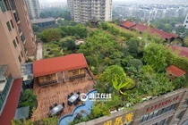 Trồng cả vườn cây xanh trên tầng thượng chung cư gây sốc