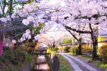 Loạt địa điểm mà người yêu hoa phải tới trước khi chết