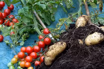 Nửa triệu một cây lạ cho cả khoai tây lẫn cà chua