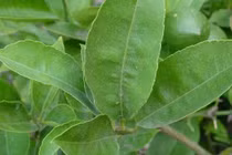 Không ngờ lá chanh lại có những lợi ích kỳ diệu này