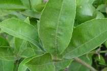 Không ngờ lá chanh lại có những lợi ích kỳ diệu này