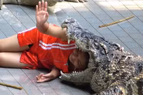 Rùng mình nghề kiếm tiền từ cá sấu