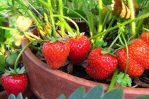 Những bonsai cực độc trang trí nhà đẹp Việt