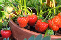 Những bonsai cực độc trang trí nhà đẹp Việt