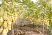 Ngắm vườn đu đủ lạ mắt sai trĩu trịt hái ra tiền