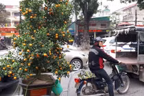 Dịch vụ chở hoa, cây cảnh “hốt bạc” dịp Tết