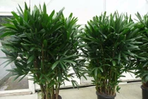 Kì lạ 5 loại cây cảnh phong thủy có khả năng chống ung thư 