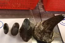 Thực hư tác dụng hạ sốt của “thần dược” sừng tê giác