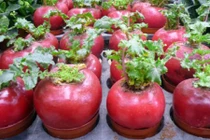 Soi những cây cảnh độc dị chưng Tết Bính Thân