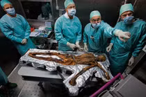 Kinh hoàng lời nguyền linh nghiệm khi xác ướp bị đánh thức 