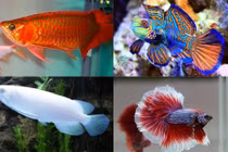 Những loài cá cảnh đắt giá khiến đại gia Việt mê mẩn