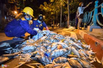 Hàng trăm công nhân trắng đêm vớt xác cá hồ Tây