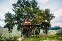 Ngắm ngôi nhà trên cây tuyệt đẹp ở Italy