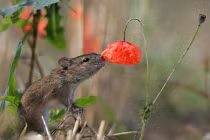 Những tuyệt tác ảnh động vật, thiên nhiên hoang dã