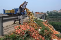 Xem Trung Quốc đổ bỏ hàng tấn đào giá bèo