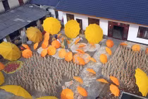 Ảnh ấn tượng về làng nghề truyền thống làm ô vải dầu